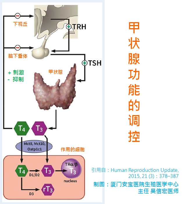 医师却给她开了甲状腺功能检查;也明明甲状腺激素检查正常,医师还开